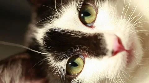 Black and white cat Stock Footage 8664964