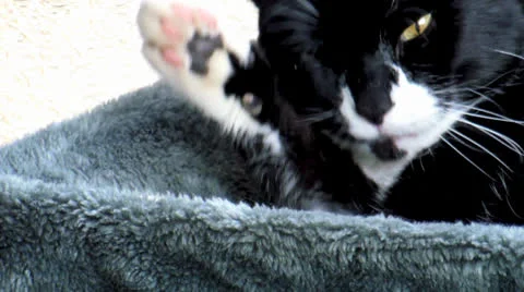 Black and white cat Video stock 22538834