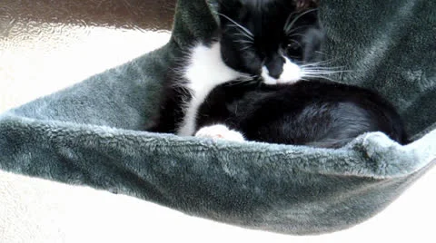 Black and white cat Video stock 22541093