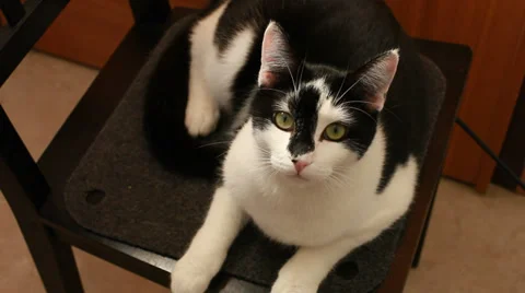 Black and white cat Stock Footage 33292352