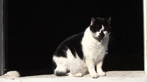 A black and white cat Stock Footage 72571551