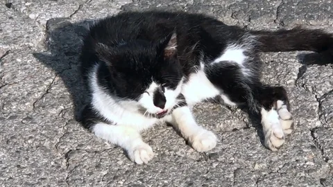Black and white cat 動画素材 82688596