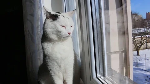 Black and white cat 動画素材 86894430