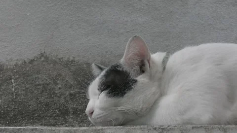 A black and white cat Stock Footage 131599356