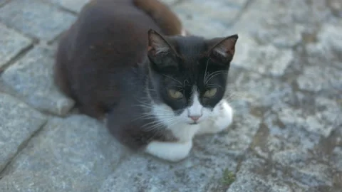 Black and white cat Stock Footage 167978432