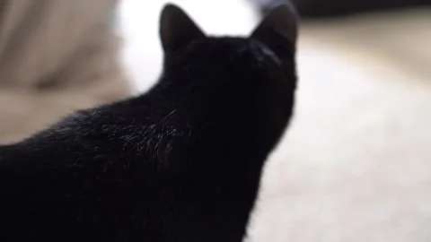 Black and White Cat Stock Footage 170804131
