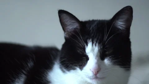 Black and white cat Stock Footage 287743844