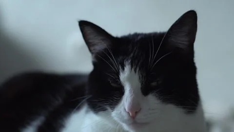 Black and white cat Stock Footage 287744017