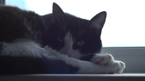 Black and white cat Stock Footage 287744068