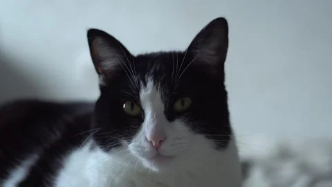 Black and white cat Stock Footage 287744071