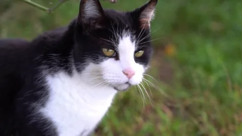 Black  and white cat Stock Footage 317980065