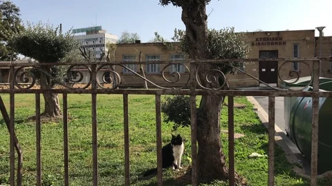 Black and White Cat in front of the Cyprus National Book in Nicosia Stock Footage 83478614