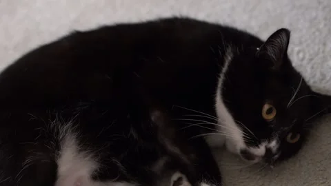 Black and White Cat Gets Pets from Human Stock Footage 170804203