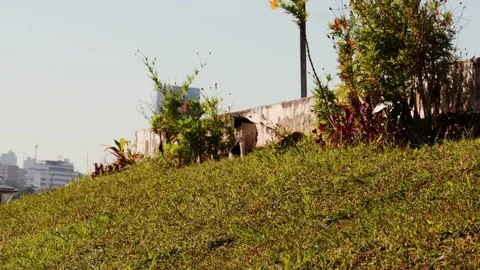 Black and White Cat on Grassy Urban Hill in Asuncion Paraguay 스톡 동영상 335329975