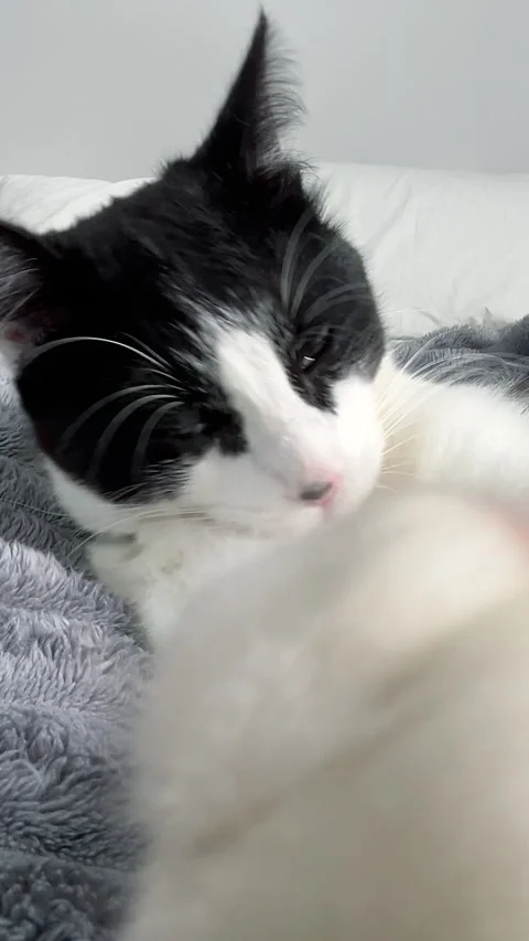 Black and white cat grooming itself on a soft gray blanket Video stock 341826588