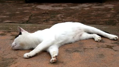 Black and white cat on the ground stretching, scratching, and grooming Stock Footage 280352650