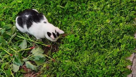 A black and white cat has caught a gray mouse and plays with it, biting and.. Stock Footage 338322069