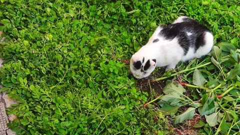 A black and white cat has caught its prey, a gray mouse, and is eating it i.. Stock Footage 339443603