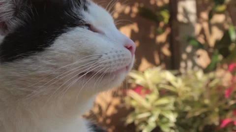 Black and White Cat Head Close Up HD 動画素材 42553128