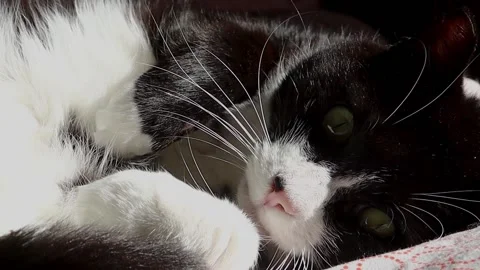 Black and white cat hides behind the paws 4K Video stock 164865357