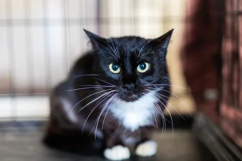 Black and white cat inside metal crate, cautious posture with bright eyes, co Stock Photos