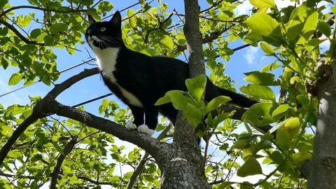 Black and white cat jumping on tree, UHD Stock Footage 130028392