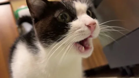 Black and white cat in the kitchen in slow motion Video stock 220740346