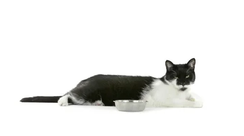 Black and white cat laying beside a bowl Stock Footage 49927316