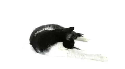 Black and white cat licking paw Stock Footage 49929654