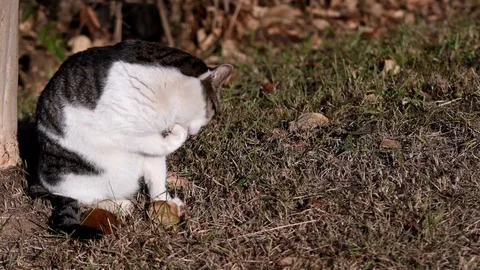 Black and white cat licking its paw Stock Footage 84452311