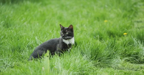 A black and white cat is licking its muzzle in the green grass 動画素材 333935291