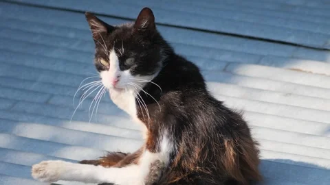 Black and white cat licking its hind paw while sitting on a roof. Video stock 342801891