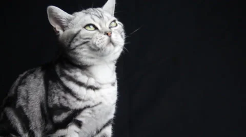 Black and white cat is looking up and down Stock Footage 35479276