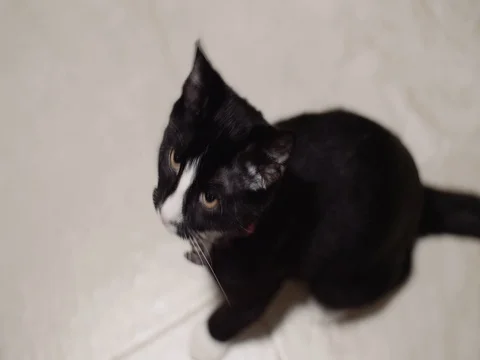 Black and White cat looking into the camera Stock Footage 80493738