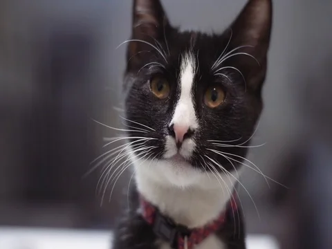 Black and White cat looking into the camera Stock Footage 80493763