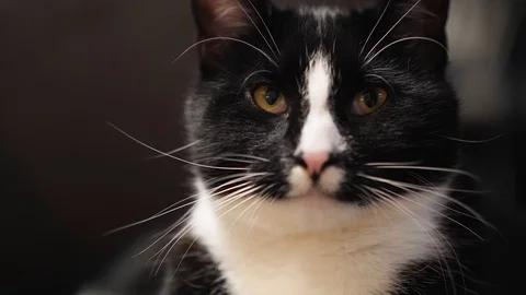 Black and White Cat looking into the Camera Stock-Footage 89740725