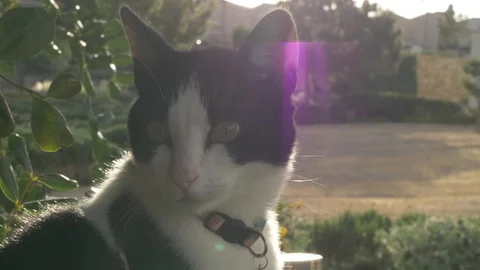 Black and white cat looking at the camera with sunset in the background Stock Footage 108392985