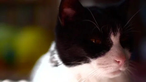Black and white cat looking into camera Stock-Footage 238768822