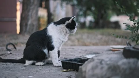 Black and White Cat Looking Around Stock-Footage 286756745