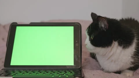 Black and white cat looking at tablet with green screen and keyboard Vídeo Stock 327854621