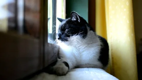 Black and white cat lying and resting at the window in the room Stock Footage 72699708