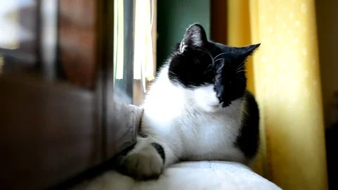 Black and white cat lying and resting at the window in the room 스톡 동영상 72699709