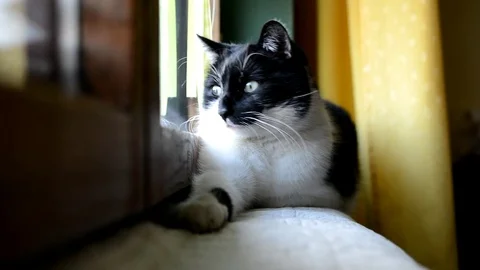 Black and white cat lying and resting at the window in the room Video stock 72699727