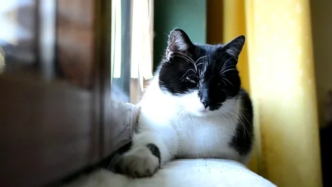 Black and white cat lying and resting at the window in the room Stock Footage 72699745