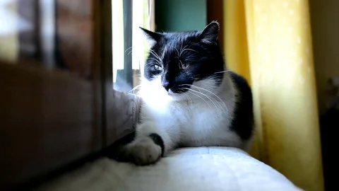 Black and white cat lying and resting at the window in the room Stock-Footage 72699776