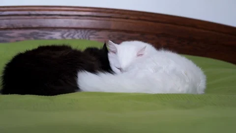Black and white cat lying on the bed in an embrace Stock Footage 100332325
