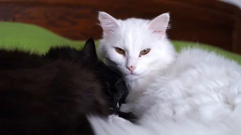 Black and white cat lying on the bed in an embrace Stock Footage 100332368