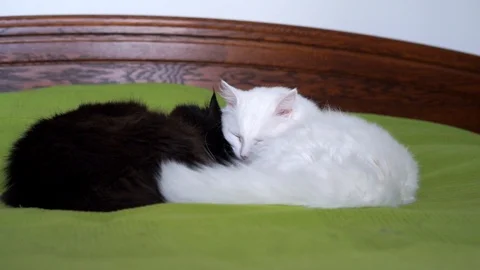 Black and white cat lying on the bed in an embrace Stock Footage 100332377