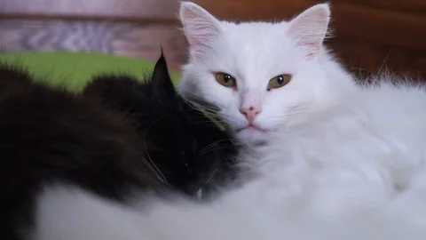 Black and white cat lying on the bed in an embrace Stock Footage 100332393