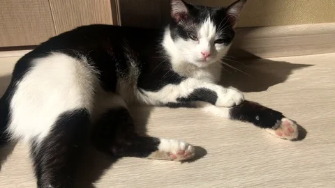 Black and White cat lying on the floor on a sunny day and basking in the sun and Stock Footage 107384500